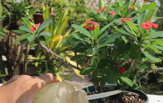虎刺梅的养殖方法和注意事项