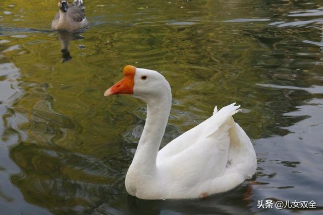 儿童唐诗100首（2岁幼儿唐诗100首）