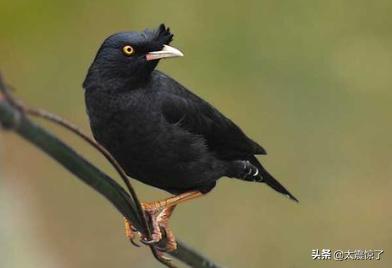 八哥鸟吃什么食物（八哥鸟吃什么食物长得快）