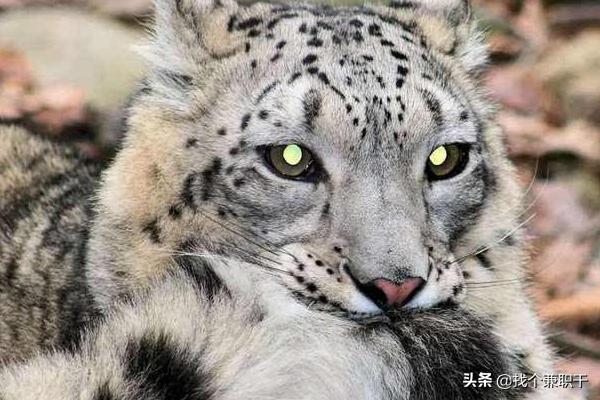 雪豹喜欢咬尾巴txt_雪豹喜欢咬尾巴小说