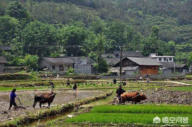 最佳生活在线观看（最佳的生活）
